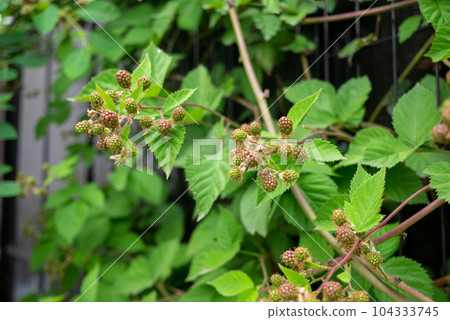 Blackberries with fruit after flowering Blackberries with fruit after flowering 104333745