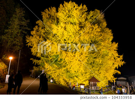 Large ginkgo tree with drooping breasts Part 2 Large ginkgo tree with drooping breasts Part 2 104333958