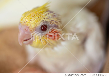 一個月大的玄鳳鸚鵡幼體 104334322