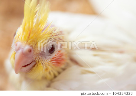 One month old cockatiel juvenile One month old cockatiel juvenile 104334323