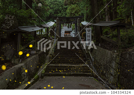 Himebotaru flying around the approach to the shrine 104334324