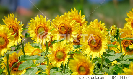 sunflower field on a sunny day 104334354