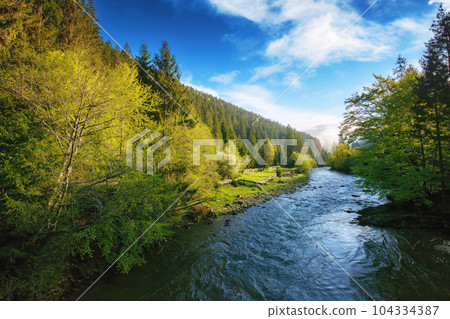 mountain river on a foggy morning. misty nature scenery in early spring. trees along th shore 104334387