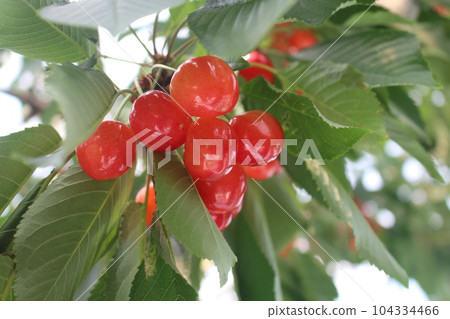Cherry 104334466