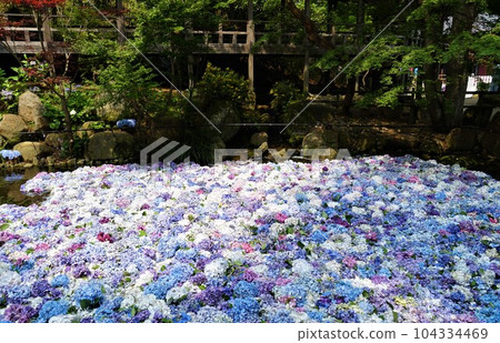Amabiki Kannon Hydrangea Festival Colorful water Chinese scenery 104334469