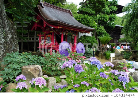 天引觀音繡球花祭 藍色繡球花盛開的境內風景 天引觀音繡球花祭 藍色繡球花盛開的境內風景 104334474