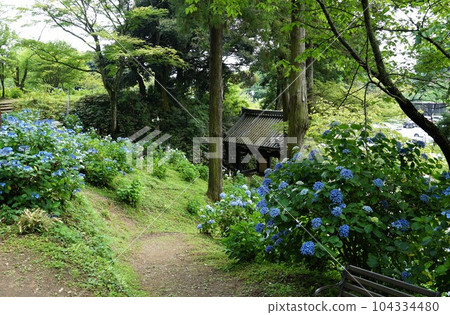 Amabiki Kannon Hydrangea Festival Scenery of the precincts where blue hydrangeas bloom 104334480
