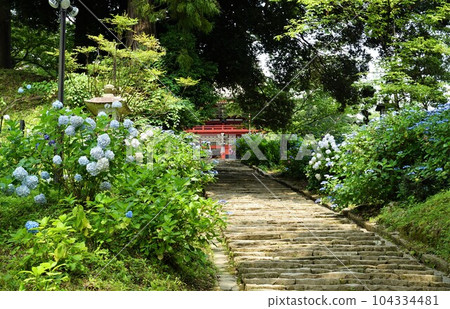 Amabiki Kannon Hydrangea Festival Scenery of the precincts where blue hydrangeas bloom 104334481