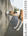 Trained whippet dog searching for target odor on concrete wall. That can be oil for nosework, indoor mold, explosives, illegal drugs or any other substance. Nice background for banner and design. 104334509