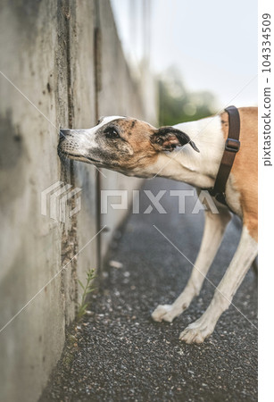 Trained whippet dog searching for target odor on concrete wall. That can be oil for nosework, indoor mold, explosives, illegal drugs or any other substance. Nice background for banner and design. 104334509