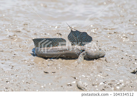 在灘塗上休息的睦五郎 104334512