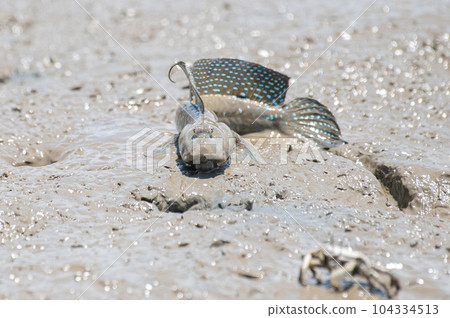 Mutsugorou resting on tidal flats 104334513