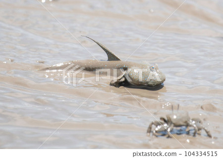 Mutsugorou resting on tidal flats Mutsugorou resting on tidal flats 104334515