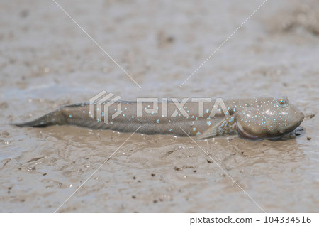 Mutsugorou resting on tidal flats Mutsugorou resting on tidal flats 104334516