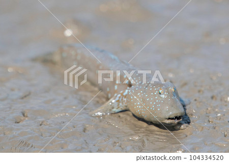 Mutsugorou resting on tidal flats 104334520