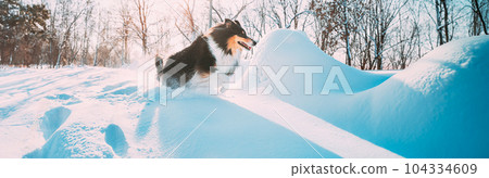 Funny Young Shetland Sheepdog, Sheltie, Collie Fast Running Outdoor In Snowy Park. Playful Pet In Winter Forest 104334609