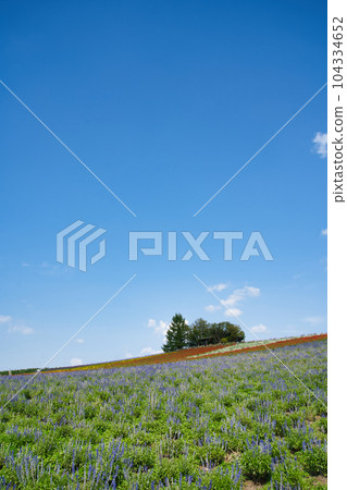 Sugano Farm with beautiful lavender and various flowers in Furano, Hokkaido Sugano Farm with beautiful lavender and various flowers in Furano, Hokkaido 104334652