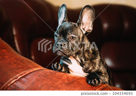 Young Curious Black French Bulldog Dog Puppy Sit On Red Sofa Indoor. French Bulldog Dog Puppy Peeps Out Curiously. Pets Friendship Concept. Lovely Domestic Pets 104334693