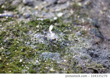 萬歲海裡的螃蟹 萬歲海裡的螃蟹 104335270