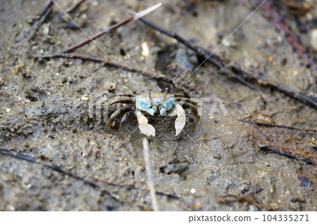 海中的藍蟹 海中的藍蟹 104335271