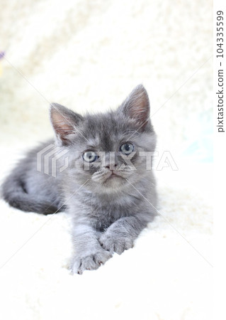 long legged minuet blue tabby kitten 104335599