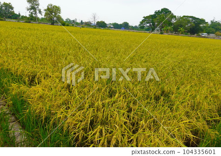 Rice field agriculture grain food yield season Rice field agriculture grain food yield season 104335601