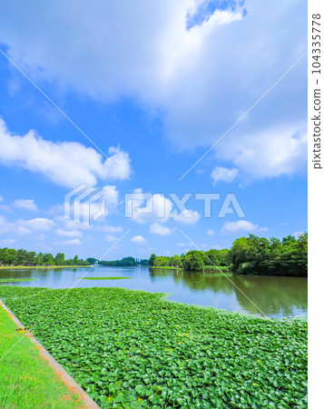 七月雨季的池塘景色 104335778