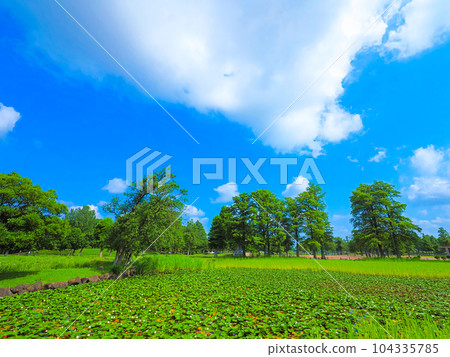 Forest scenery during the rainy season in July 104335785