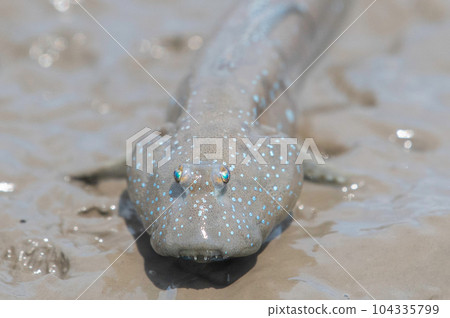 Mudskipper with puffed mouth Mudskipper with puffed mouth 104335799