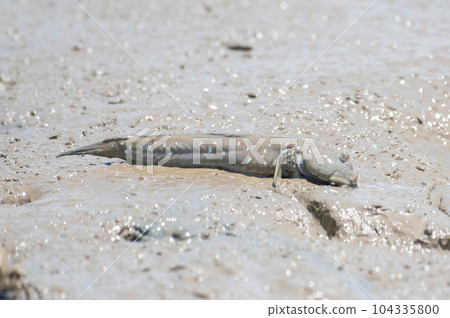 彈塗魚在泥裡吃矽藻 彈塗魚在泥裡吃矽藻 104335800