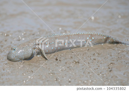 Mudskipper eating diatoms in the mud Mudskipper eating diatoms in the mud 104335802