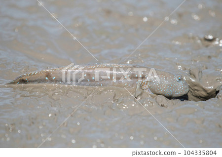 彈塗魚進入巢穴 104335804