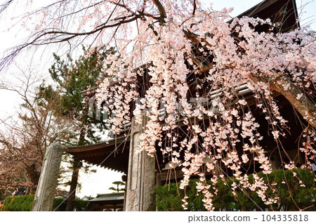 加茂常光寺的垂枝櫻花(新潟縣) 加茂常光寺的垂枝櫻花(新潟縣) 104335818
