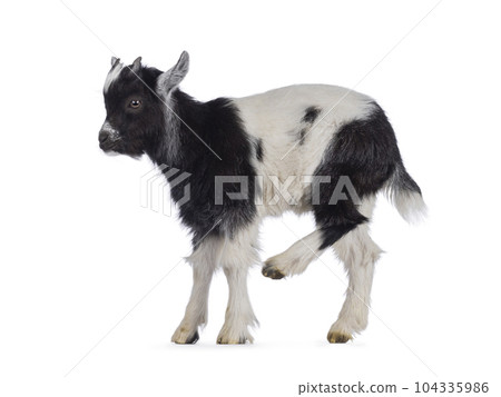 Baby Dutch landrace goat on white background Baby Dutch landrace goat on white background 104335986