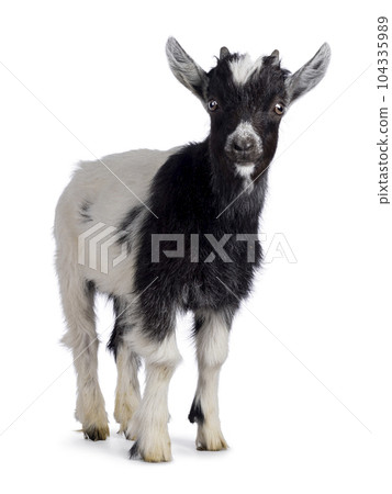 Baby Dutch landrace goat on white background 104335989