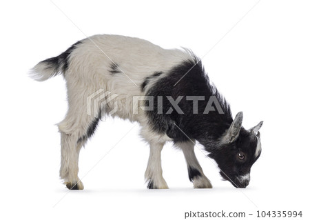 Baby Dutch landrace goat on white background Baby Dutch landrace goat on white background 104335994
