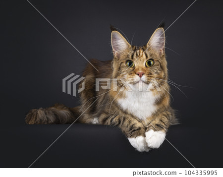 Maine Coon cat on black background Maine Coon cat on black background 104335995