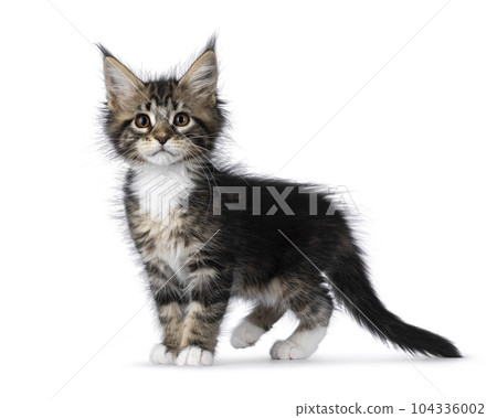 Maine Coon cat kittens on white background 104336002