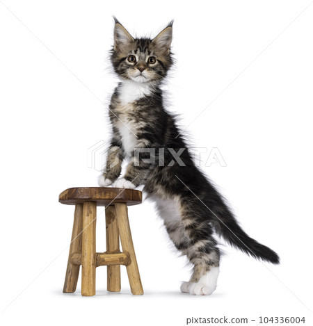 Maine Coon cat kittens on white background 104336004
