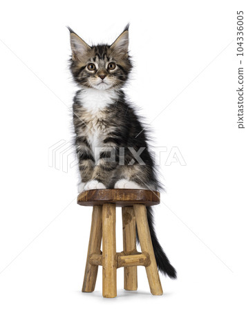 Maine Coon cat kittens on white background 104336005