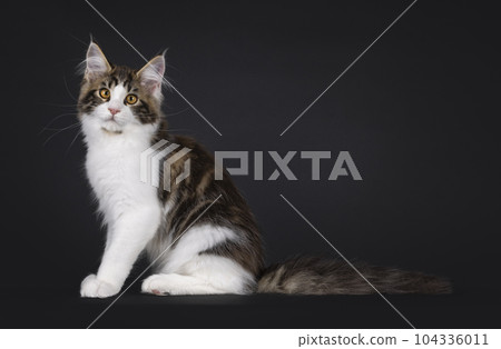 Maine Coon cat kitten on black background Maine Coon cat kitten on black background 104336011