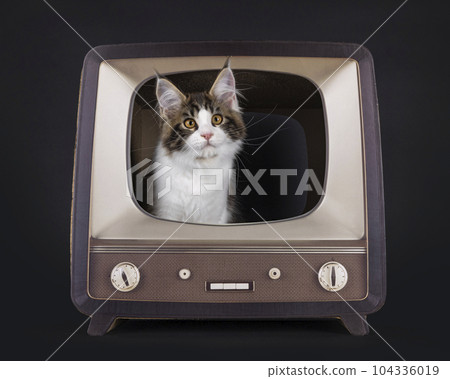 Maine Coon cat kitten on black background 104336019