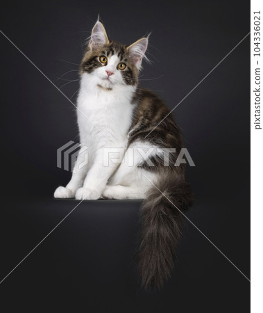 Maine Coon cat kitten on black background 104336021