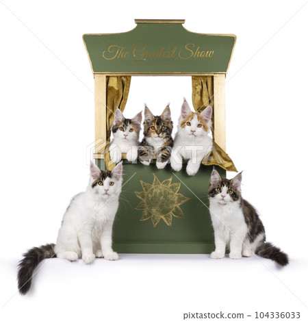 Maine Coon cat kittens on white background 104336033