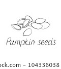 Pumpkin seeds vector. Vegetarian food or snack illustration 104336038
