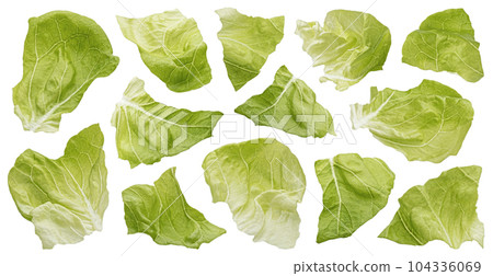 Chopped Iceberg lettuce leaves isolated on white background 104336069