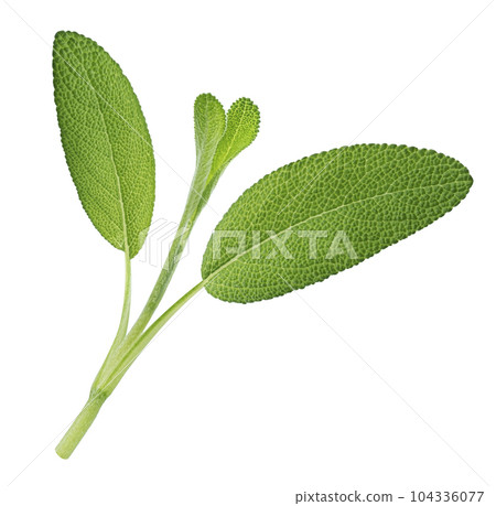 Fresh sage twig isolated on white background 104336077