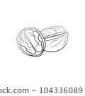 Walnut hand-drawn vector Illustration isolated on white background 104336089