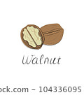 Walnut hand-drawn vector Illustration isolated on white background 104336095