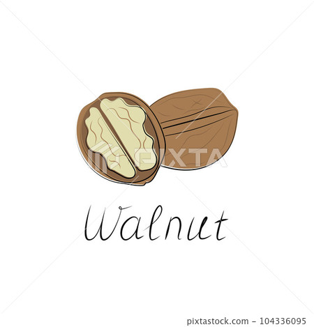 Walnut hand-drawn vector Illustration isolated on white background Walnut hand-drawn vector Illustration isolated on white background 104336095